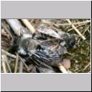 Andrena vaga - Weiden-Sandbiene -06- 04.jpg